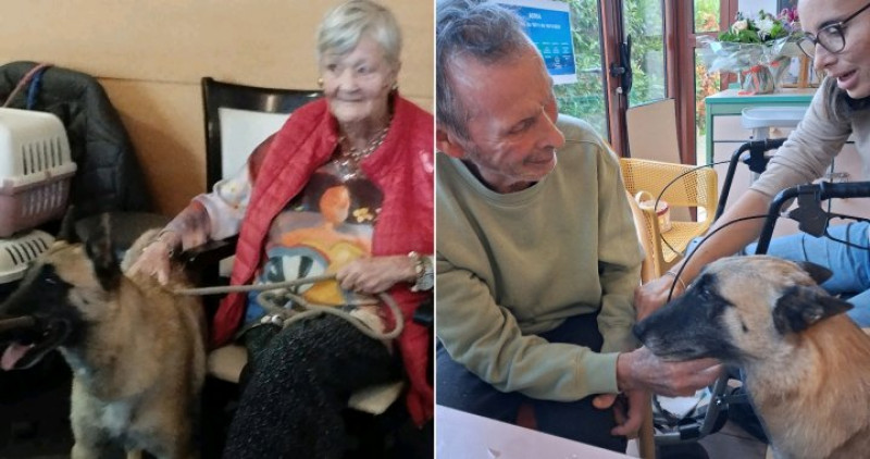 LE MEDIATION ANIMALE HEBDOMADAIRE