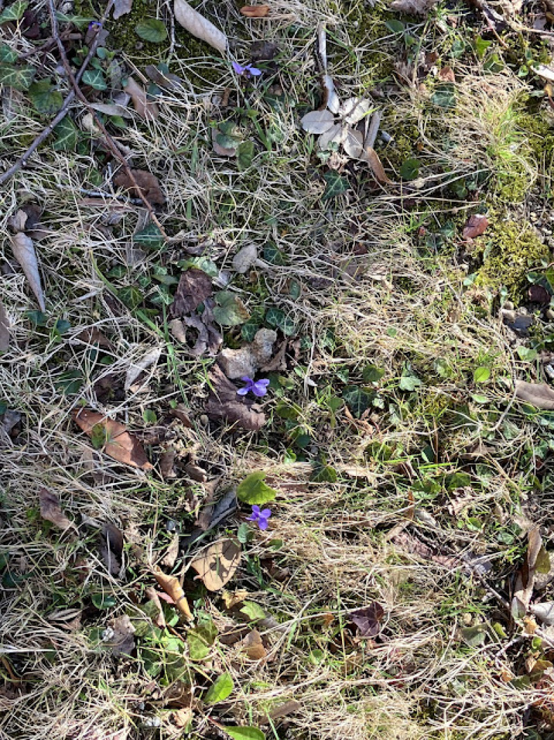 PREMIERES VIOLETTES