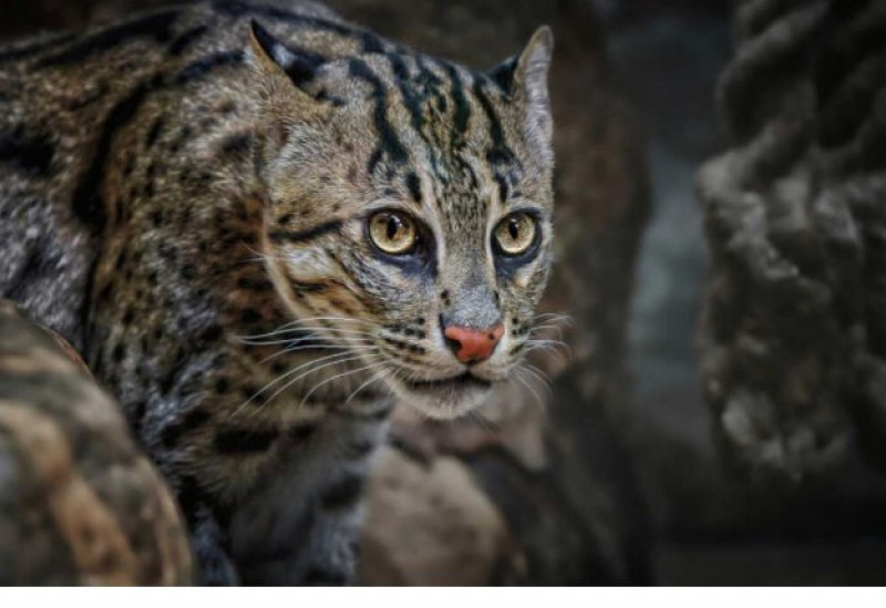 ehpad marseille 10e arrondissement saint-loup