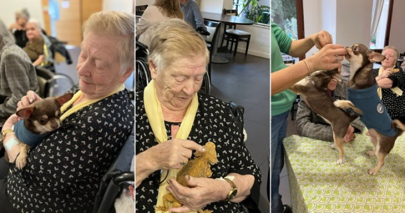 NOS AMIS LES ANIMAUX