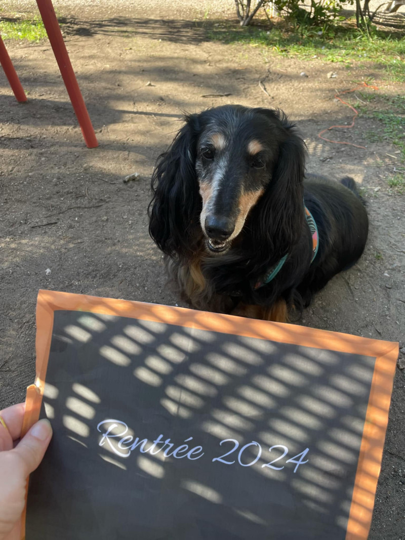 Une rentrée scolaire qui a du chien ( et du chat !) 2024